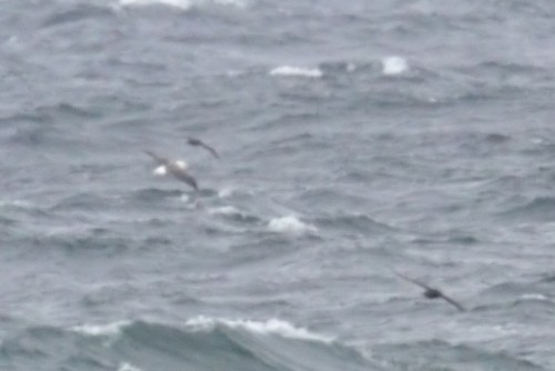 Shy Albatross with two White chinned Petrels